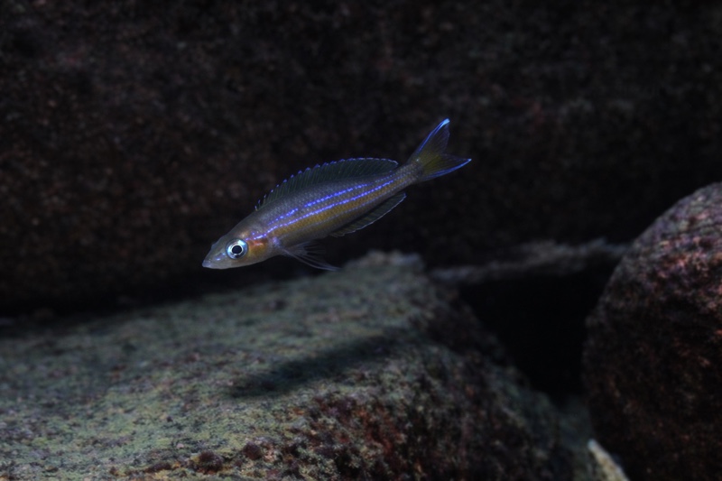 Paracyprichromis brieni 'Kipili'